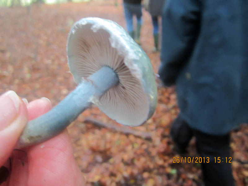 Stropharia aruginosa Stropharia aruginosa
